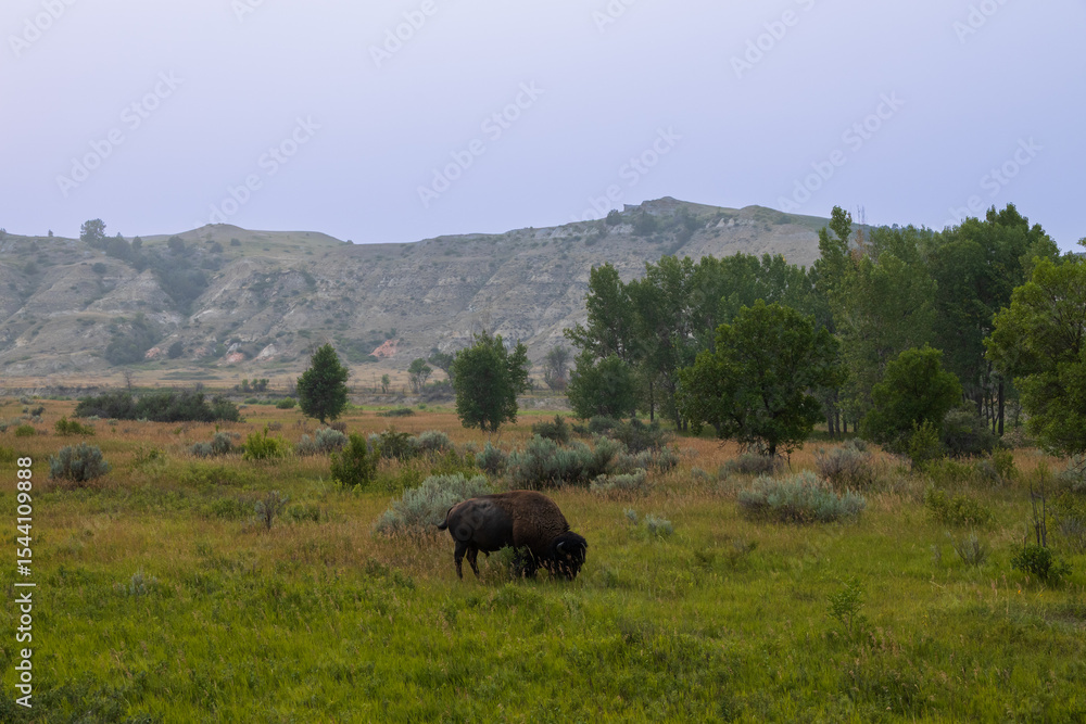 Fototapeta premium Bison in a meadow