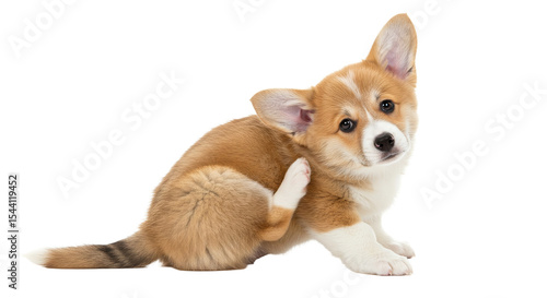 Puppy Scratching Ear Adorably on White Background