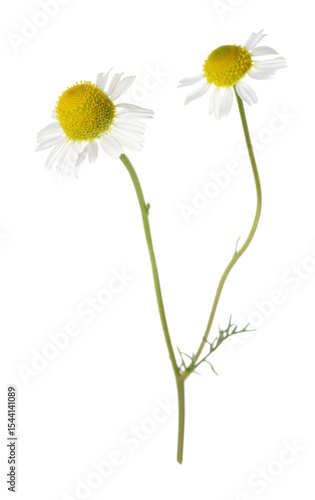 Wallpaper Mural Two beautiful chamomile flowers isolated on white Torontodigital.ca