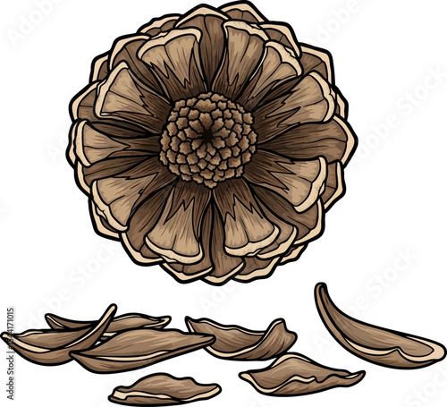 vector clip art dried A Deconstructed Pinecone II