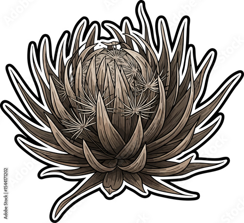 vector clip art dried Dried Salsify Seed Head