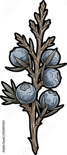 vector clip art dried Dried Juniper Berries