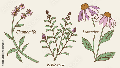 Botanical illustration of chamomile echinacea and lavender flowers herbs medicinal plants drawing vector art
