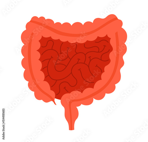 Human intestine anatomy cartoon stylized vector illustration. Anatomical small and large intestine digestion symbol on white background. Drawing human body organ for medical infographic design