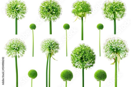 High Detail Visual of Set of Green Allium Cepa Plant Isolated on White Background