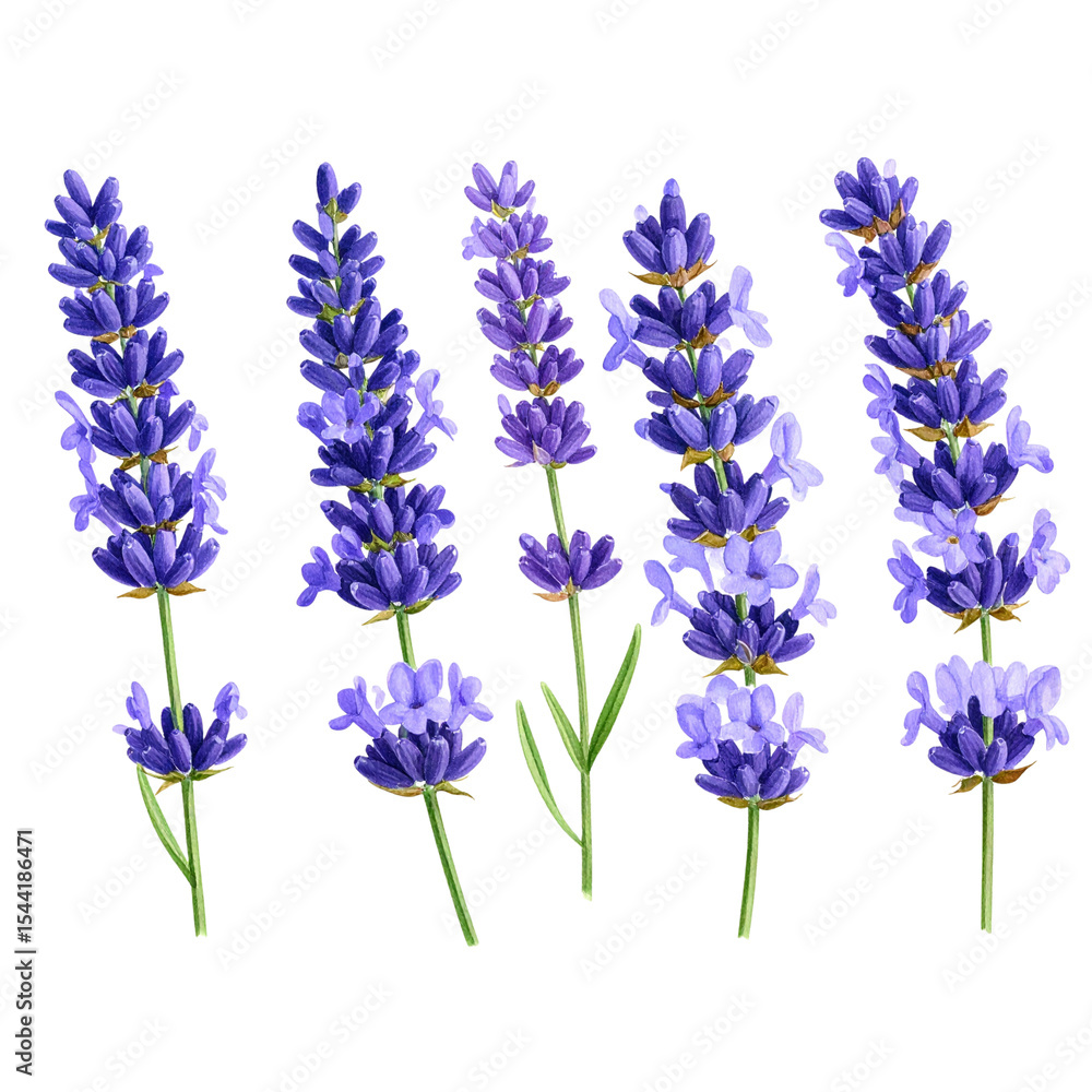 Naklejka premium Watercolor Lavender Flowers – Transparent PNG Element