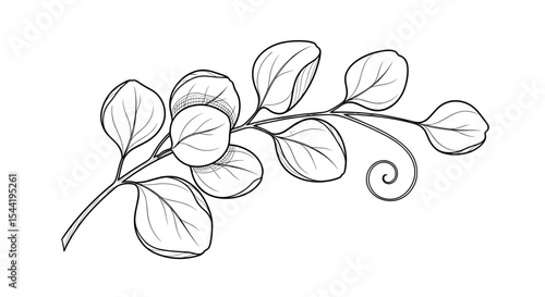 Delicate Eucalyptus Branch: A serene illustration captures the elegant simplicity of an eucalyptus branch, with its rounded leaves and delicate stem, creating a calming visual experience.