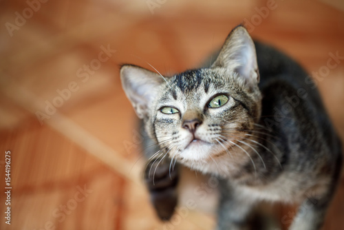 Tabby cat scratching itself on tile floor, possible flea or mite infestation, concept for veterinary treatment and antiparasitic shampoo