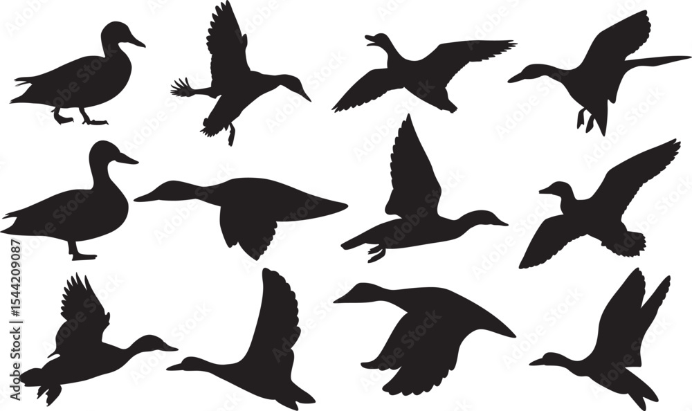 Fototapeta premium Duck, Duck Hunting , Duck Hunter, Mallard, Hunter