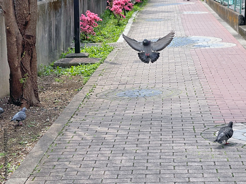 Fényképezés 神田川4月：着地する鳩 2025/4/18