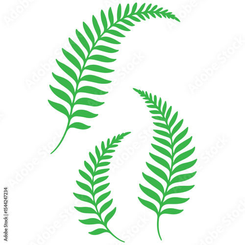 fern leaf isolated on white