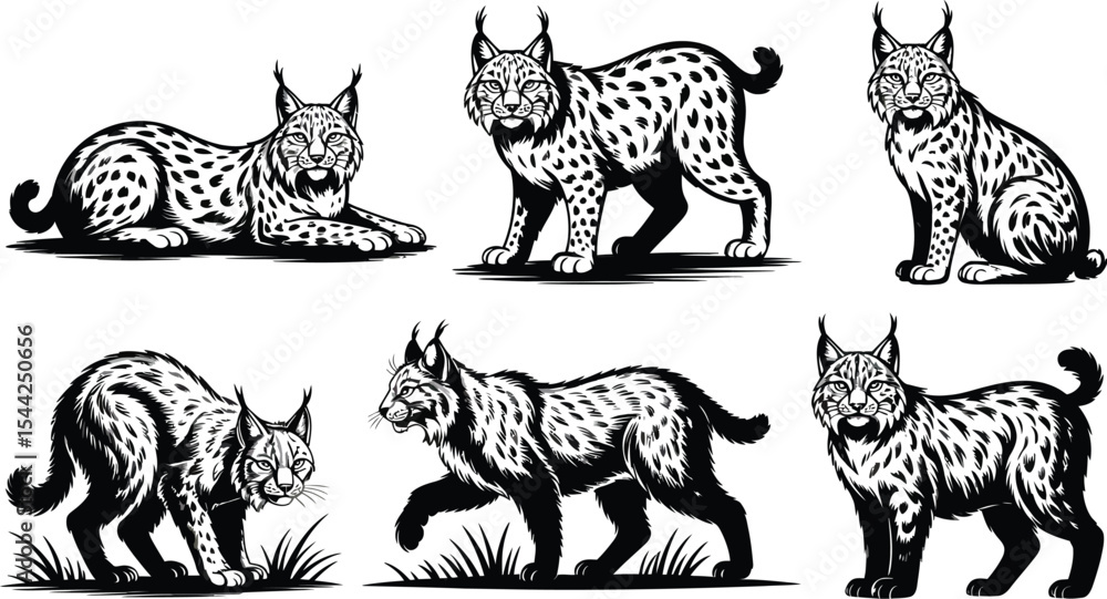 Obraz premium Six lynx illustrations in various poses on a white background art