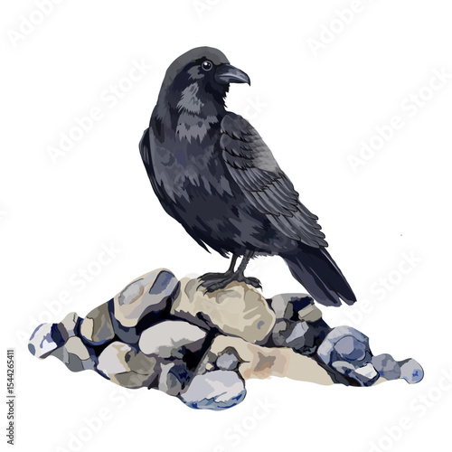 Crow Bird illustration