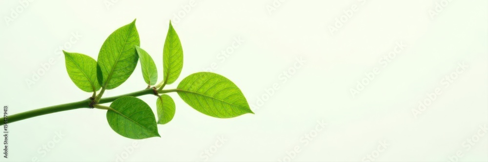 Fototapeta premium Vibrant green ZZ plant branch, fresh leaves, white backdrop , background, clean, houseplant