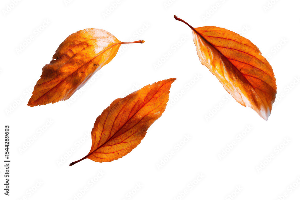 Fototapeta premium Autumn Leaves Falling in Air