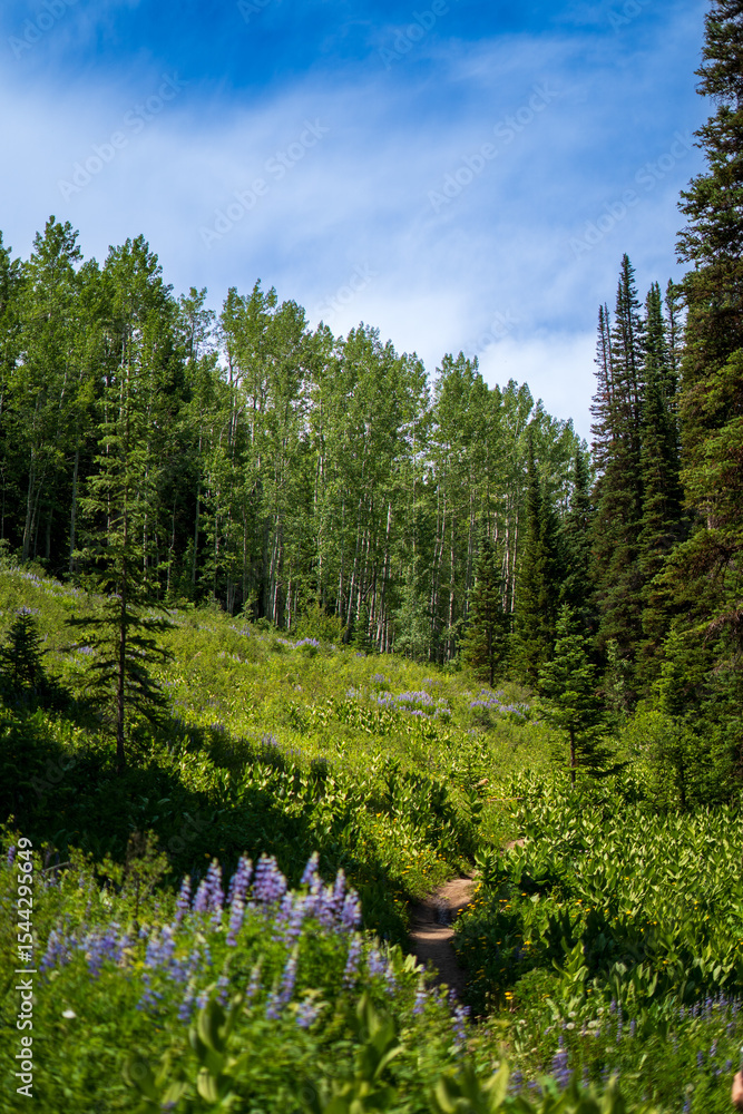 Fototapeta premium Wooded Mountain Path with Evergreens and Wildflowers – Serene Nature Escape