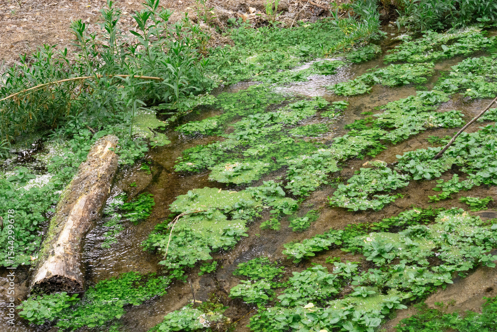 Obraz premium mossy creek