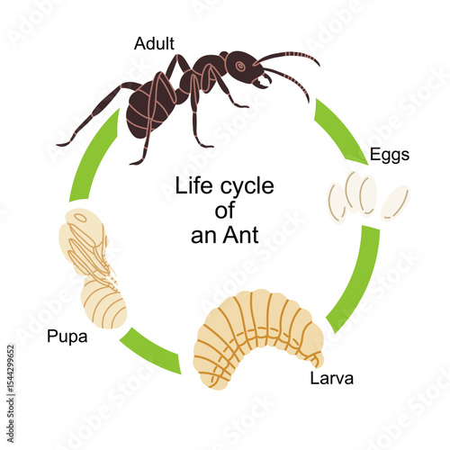 Vector illustration of the ant life cycle showing four main stages: eggs, larva, pupa, and adult ant. Perfect for educational materials, biology textbooks, science infographics, and classroom resource