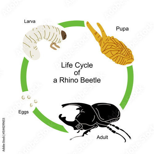 Educational vector illustration showing the life cycle of a rhino beetle, including stages from eggs, larva, pupa to adult beetle. Ideal for biology learning materials, insect-themed infographics