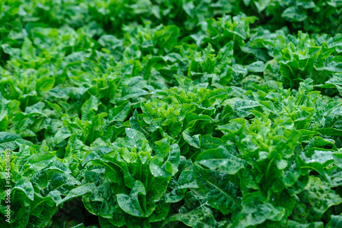 Wallpaper Mural Green stem lettuce crops in the field Torontodigital.ca