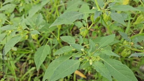Wallpaper Mural Cape gooseberry or morel berry is a green fruit typical of Indonesia. Torontodigital.ca