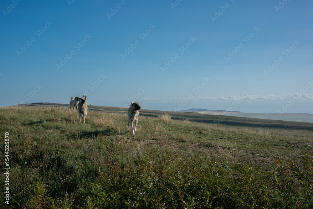 Obraz premium Caucasian Shepherd Dogs on alert in Georgia