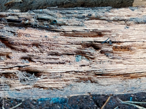A close-up of a decayed wooden surface with signs of termite or insect damage, cracks, and debris, lying on the ground