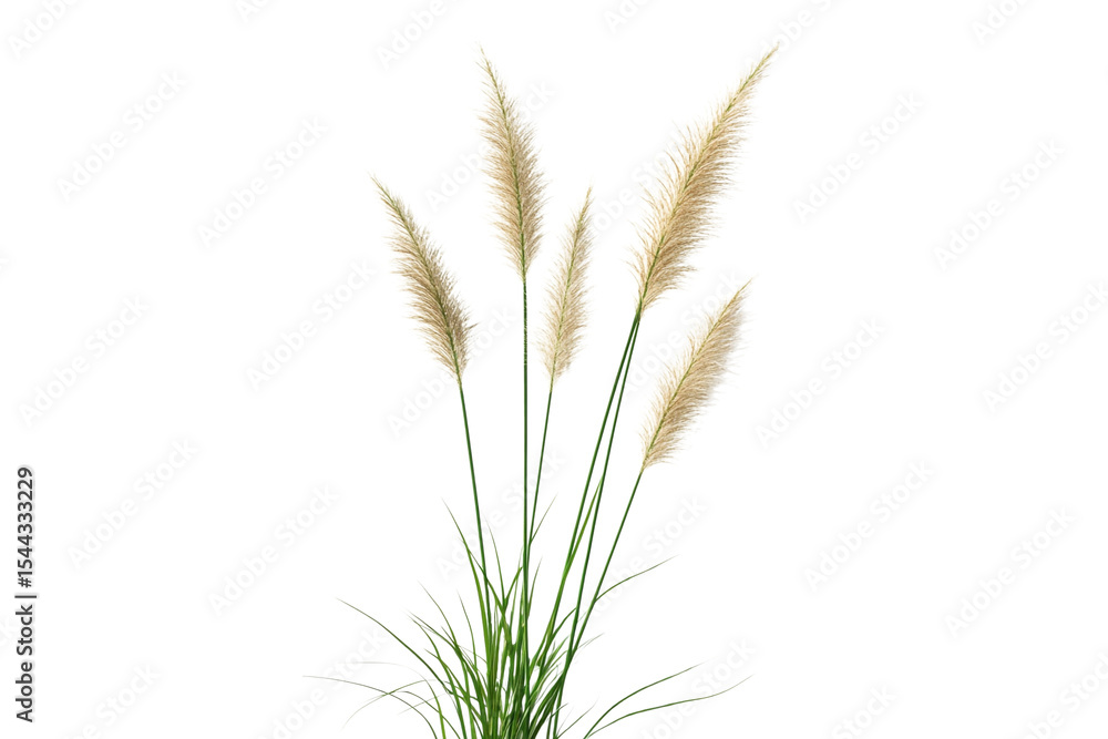 Fototapeta premium Beige pampas grass isolated on transparent background