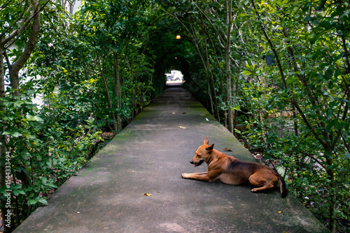 A red dog is sleeping