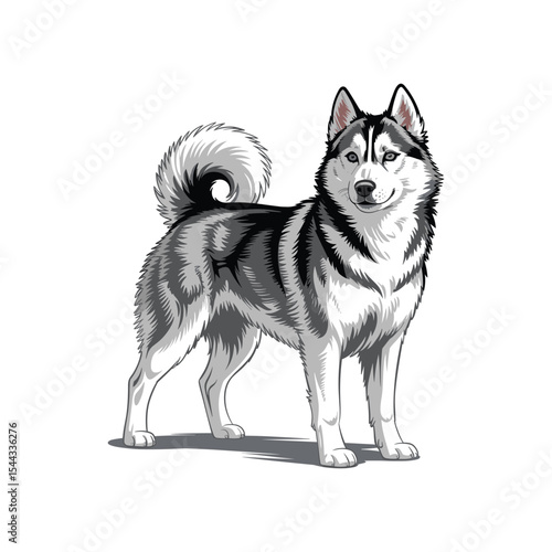 vector illustration of Siberian Husky standing alertly