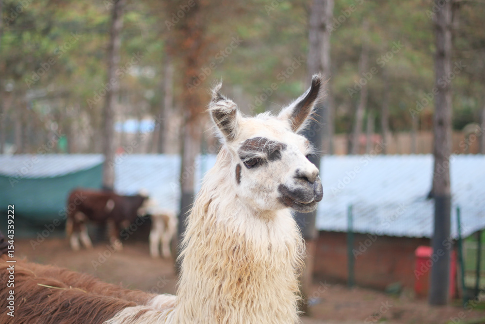 Obraz premium Llama in a serene animal park setting during daylight hours