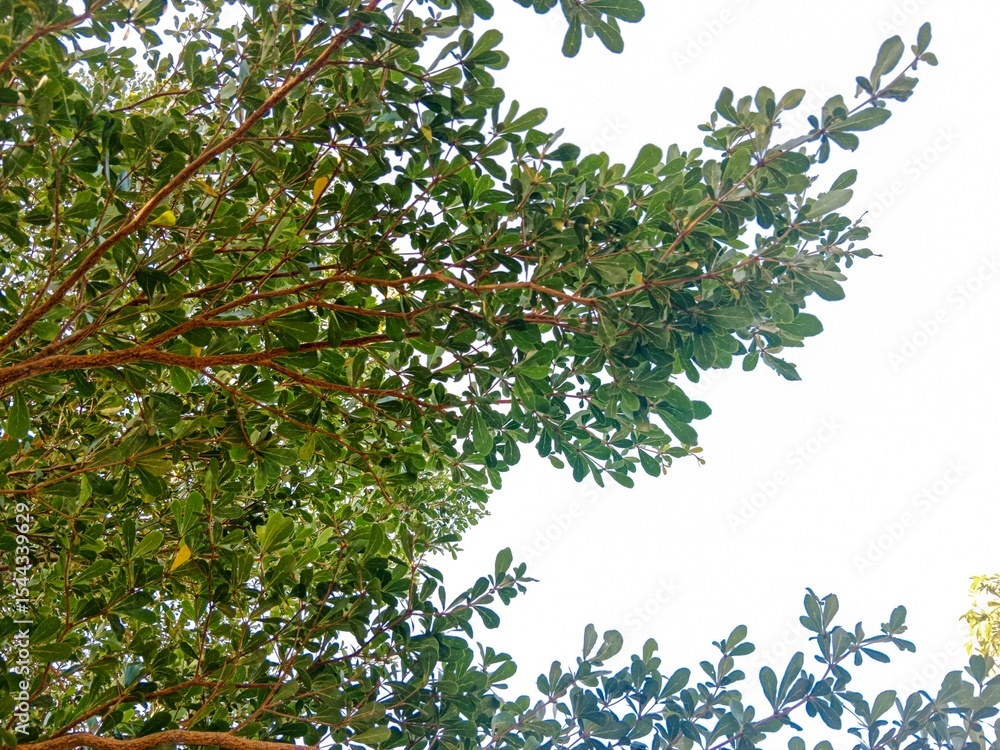 Fototapeta premium Low-angle shot captures vibrant green leaves and brown branches of a tree against a bright, clear sky, filling the upper frame