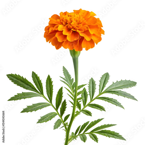 marigold flower stalk with leaves on transparent background