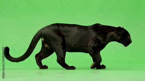 Black Panther Walking on Green Screen. Sleek Wild Cat Photography. Powerful Panther in Motion.