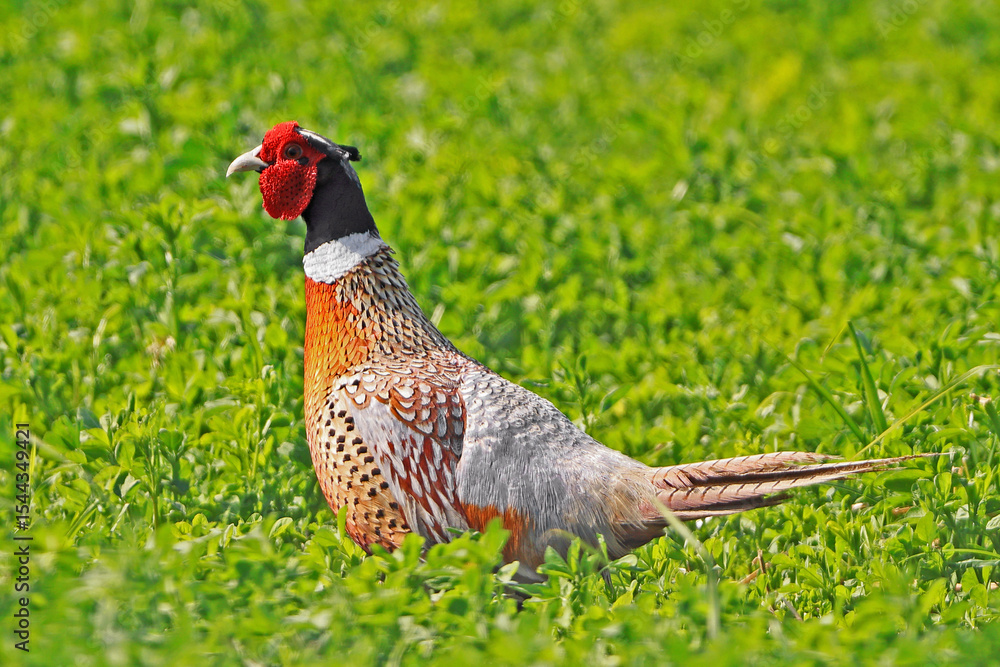 Fototapeta premium Common pheasant sitting in a green field, Canada