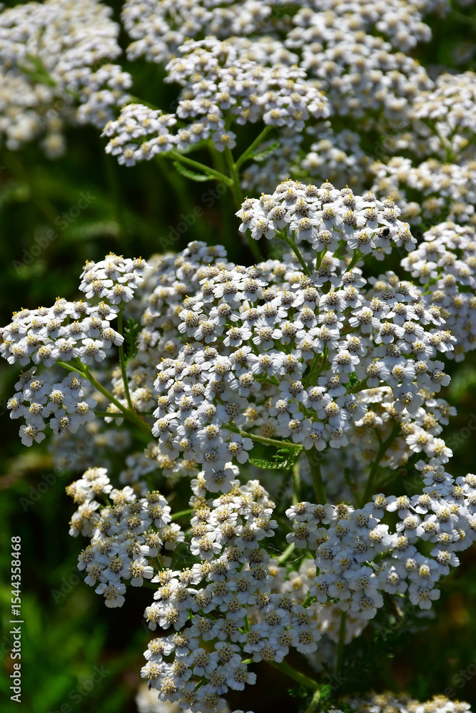 common yarrow, medicinal herb with flower common yarrow, medicinal herb with flower