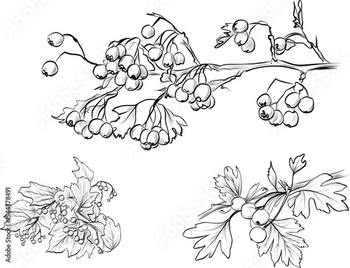 Hand drawn hawthorn and viburnum berry branches sketch vector
