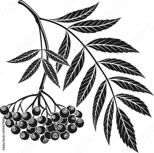 Ripe bunches of black and white grapes on a leafy vine, perfect for wine or dessert