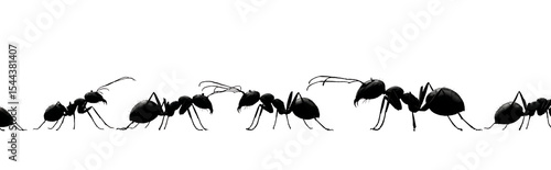 Line of black ants marching isolated on transparent background