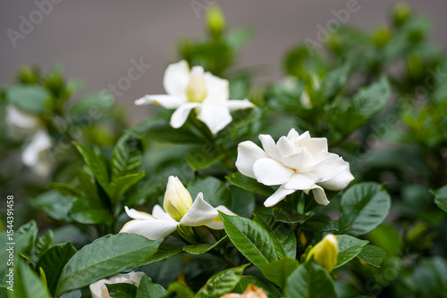 甘い香りと白く清純な花　くちなしの花