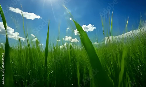 Green Grass Under Blue Sky and Fluffy White Clouds on a Sunny Day in an Eye Level Shot