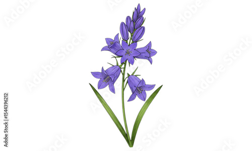 blue iris flower