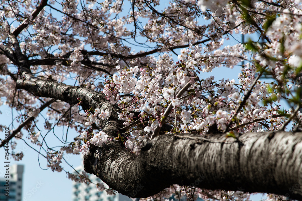 Fototapeta premium cherry blossoms on the branch