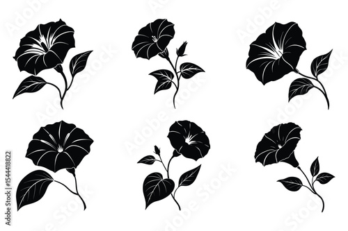 Elegant Black and White Morning Glory Flower Silhouettes Botanical Illustrations