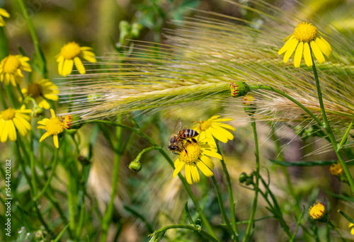 bee on senecio inaequidens narrow leaved ragwort blossom