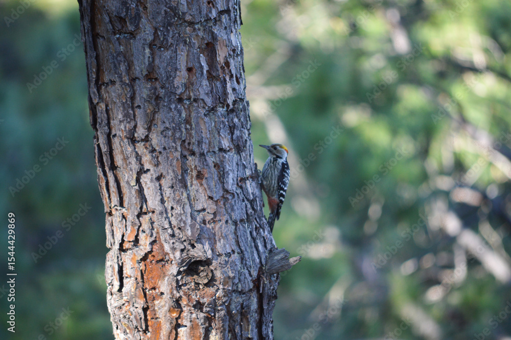 Colorful Woodpecker Birds Wallpaper in Uttarakhand Colorful Woodpecker Birds Wallpaper in Uttarakhand