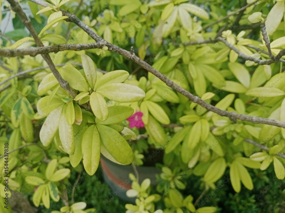Obraz premium A Flower Blooming Under the Scorching Heat