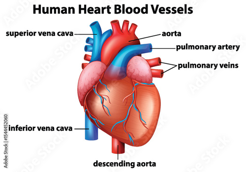 Detailed Human Heart Anatomy Vector Illustration