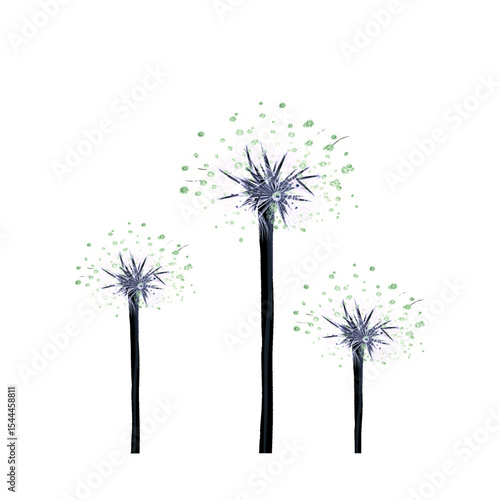 Wallpaper Mural some dried dandelion flowers with dew without background Torontodigital.ca