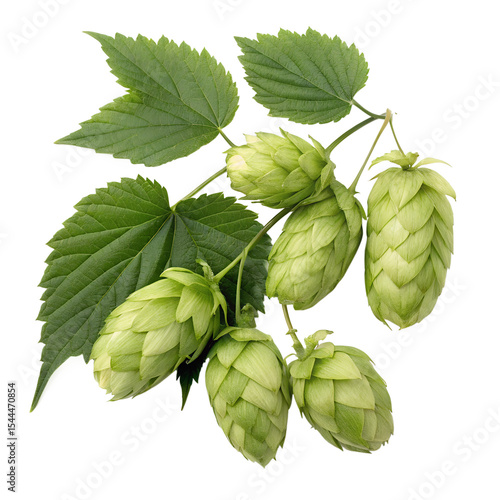 Collection of fresh hop seed cones and leaves with transparent shadows, perfect for food design elements, all displayed